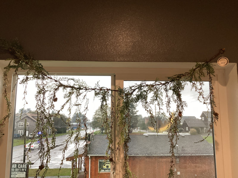 Weeping Cedar Vine
