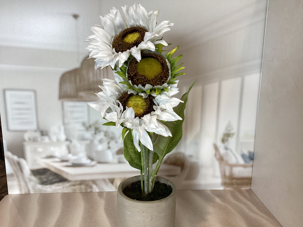 White Potted Sunflower
