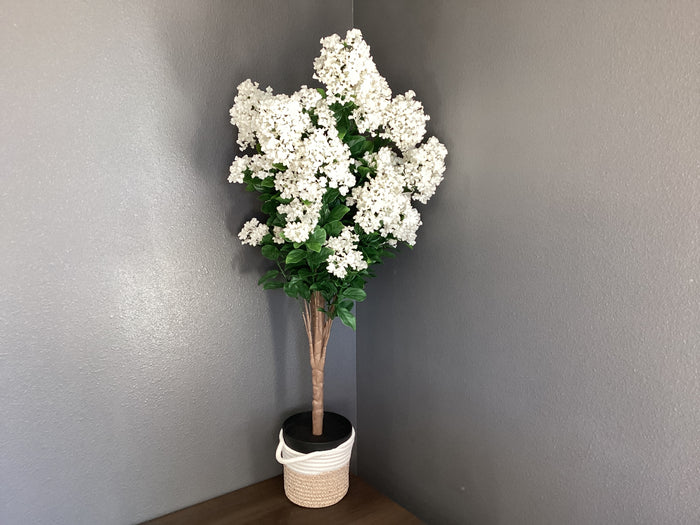 White lilac in pot